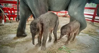 Kelahiran Langka Anak Kembar Gajah di Thailand Gemparkan Dunia Konservasi
