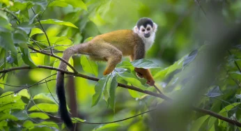A Photographer’s Paradise: Ecuador’s Unique Wildlife