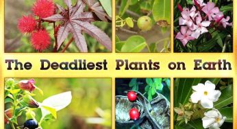 New Insights into the World of Poisonous Plants