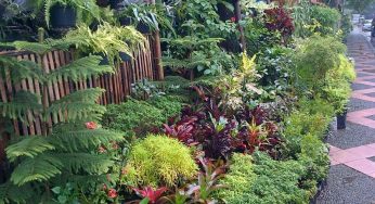 Tips Menata Halaman Rumah dengan Tanaman yang Indah dan Sehat