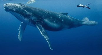 The Majestic Blue Whale: A Giant of the Deep