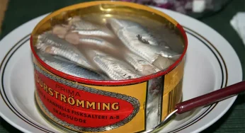 Surströmming: The World’s Stinkiest Fish – A Fermented Fish Feast